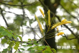 又一年红豆花开图片