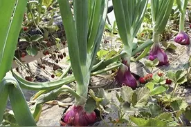 掌握这套栽培洋葱的好方法，让你种植出又大又圆的洋葱图片