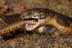 用蛇毒毒毒蛇，毒蛇会怎么样？人类咬了毒蛇会怎么样？图片