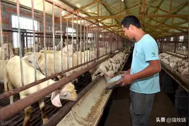 圈养羊需要注意什么？4点禁忌不要碰，科学饲养是关键图片