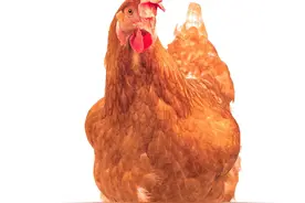 毛鸡价下滑、鸡苗全线低迷，市场缺鸡不缺肉，养鸡户该找谁诉苦？图片