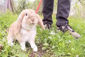 养垂耳兔原来还有这么多讲究，你绝对是最后一个知道的！