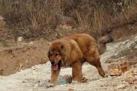 一条剥皮重生的狗图片