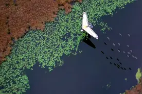 伴你高飞，改编自真实故事，十三岁女孩驾驶飞机，带大雁一起飞翔图片