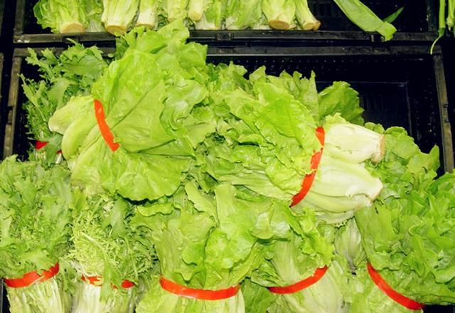 生菜能生吃吗 生菜能生吃吗?有寄生虫吗_品学知识网