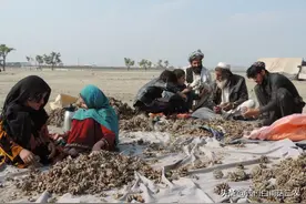 中国大量进口阿富汗松子，阿富汗的松子究竟有多好？看了就会明白图片