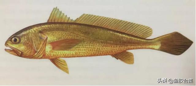 金龙鱼胶的营养价值 2026年金龙鱼胶的营养价值是什么