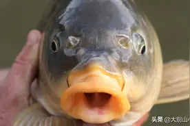 鲤鱼的悲哀：名正言顺的“家鱼”老大，为何沦为最贱“垃圾鱼”？图片