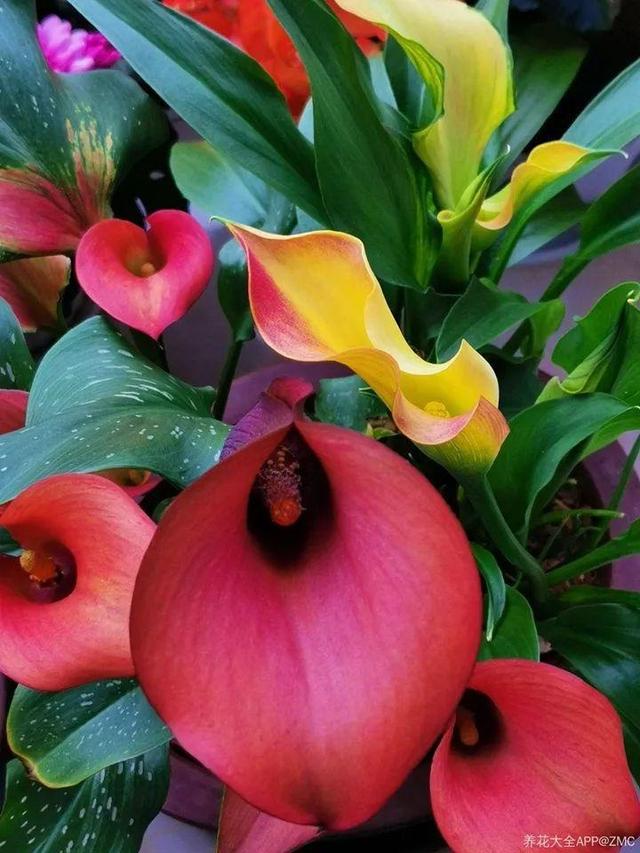 贝拉小蜜蜂草本身体乳