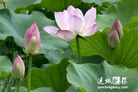 “荷”你相约！运城赏荷图鉴图片