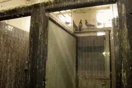 厕所被鸽子用20年拉满粪便，看专业团队如何把它打扫干净图片