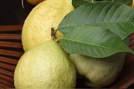 一种叫缅桃的水果图片