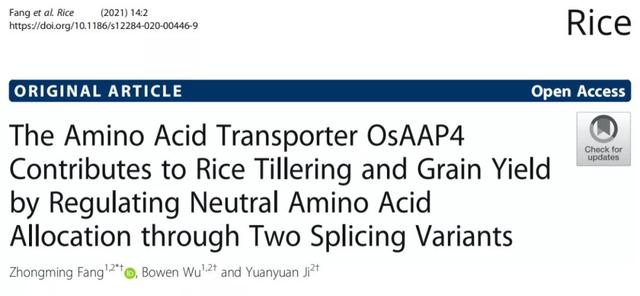 贵州大学方中明研究组发现氨基酸转运蛋白可调控水稻分蘖和产量