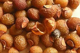 农村常见的无患子树有什么利用价值？图片