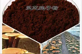 一克更比六克强？头道孢子粉到底是真是假？图片