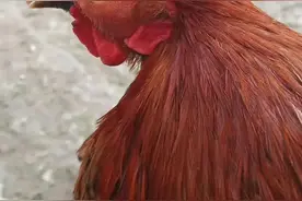 鸡肿头肿脸是什么原因，该如何治疗？图片