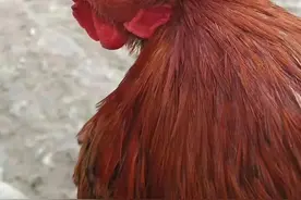 鸡肿头肿脸是什么原因，该如何治疗？图片