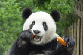 疫情期间不适合出国旅游，种草几款不同国家的豪华零食也不错哒图片