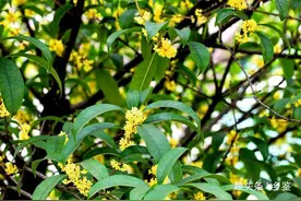 农村房前屋后栽树有讲究，老农民：3种树木莫栽，你中招没有？图片