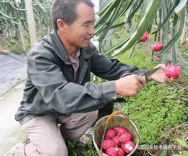 火龙果怎么修剪才结果（春季火龙果整形修剪要及时）