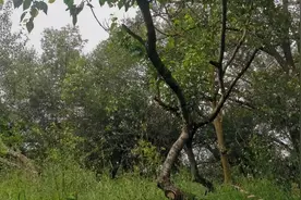 甘肃9岁男童杀死7岁女童？检方回应：事实清楚，证据确实图片