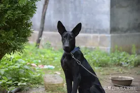 山村大爷养军犬取名“旺财”，狗粮每天不超过1块钱，看他咋养的图片