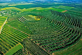 美国网友吐槽：瑞典女孩只会夸夸其谈，而中国却将沙漠变成了绿洲图片