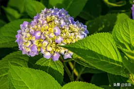 绣球花像绊红的轻云，像孩子的笑脸，像一团团烧得正旺的火焰图片