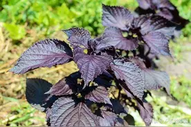 中草药古今研究：紫苏叶图片