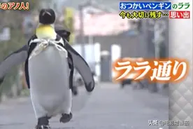 日本最传奇的企鹅，为何离世24年，人们一听到它的名字就掉泪？图片