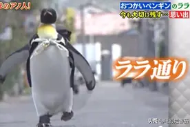 日本最传奇的企鹅，为何离世24年，人们一听到它的名字就掉泪？图片