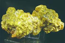 “狗头金”的趣历史图片