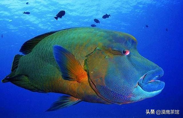 雌雄互换？放电高手？毒死自己？跟随鱼类学家体验神奇的海底世界
