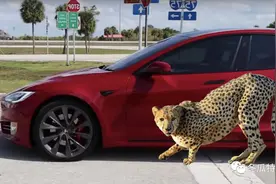 特斯拉“猎豹姿态”的弹射起步抢先看：再次提升46马力！图片