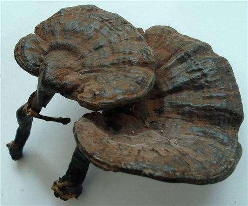 灵芝为什么能治疗失眠？失眠必吃灵芝的6大原因