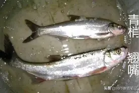 青梢和翘嘴的区别：翘嘴不驼背，驼背是青梢图片