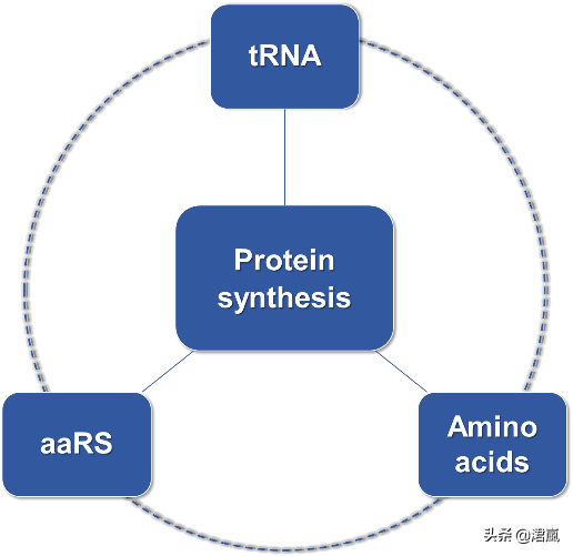 蛋白质翻译时如何确保选择正确的tRNA？