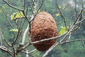 兄妹俩因嘴馋掏蜂窝，被蛰成“猪头”，妈妈见状：不该笑但忍不住图片