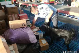 兰州警犬技术团队边境立新功，成功查缉大批电诈作案工具！图片