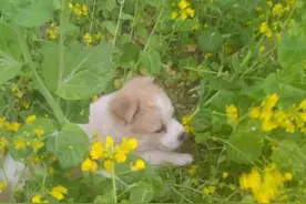 猫狗鼠——图片
