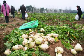 收购价1毛1斤，一亩地只赚200元，农民：卖不掉还不如当肥料图片