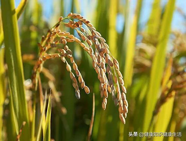 谷类的营养价值分析