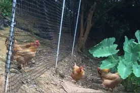 介绍一种很适合散养鸡鸭用的围栏，耐用程度高，关键是便宜图片
