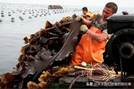 买海带，“内行”遇到这种，再便宜也不买，老板：自家人从不吃！图片