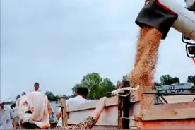 今年亩产小麦1100斤1.08元一斤，4亩麦子卖4779块，你那里咋样？图片