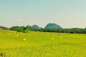 约！一起到阳春陂面镇游览打卡图片