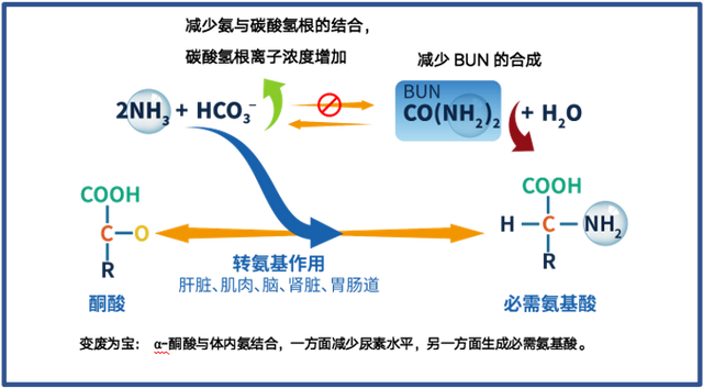 「每日一药」变废为宝的复方α酮酸片