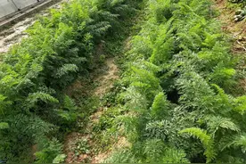 胡萝卜出苗慢，出苗少？掌握3个播种技巧，轻松解决出苗难题图片