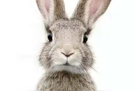 可以读给孩子听的原创动物故事｜《小野兔可可里》图片