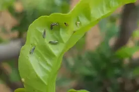 柑橘夏季害虫多，高温容易出药害，果农选择哪些杀虫剂合适？图片